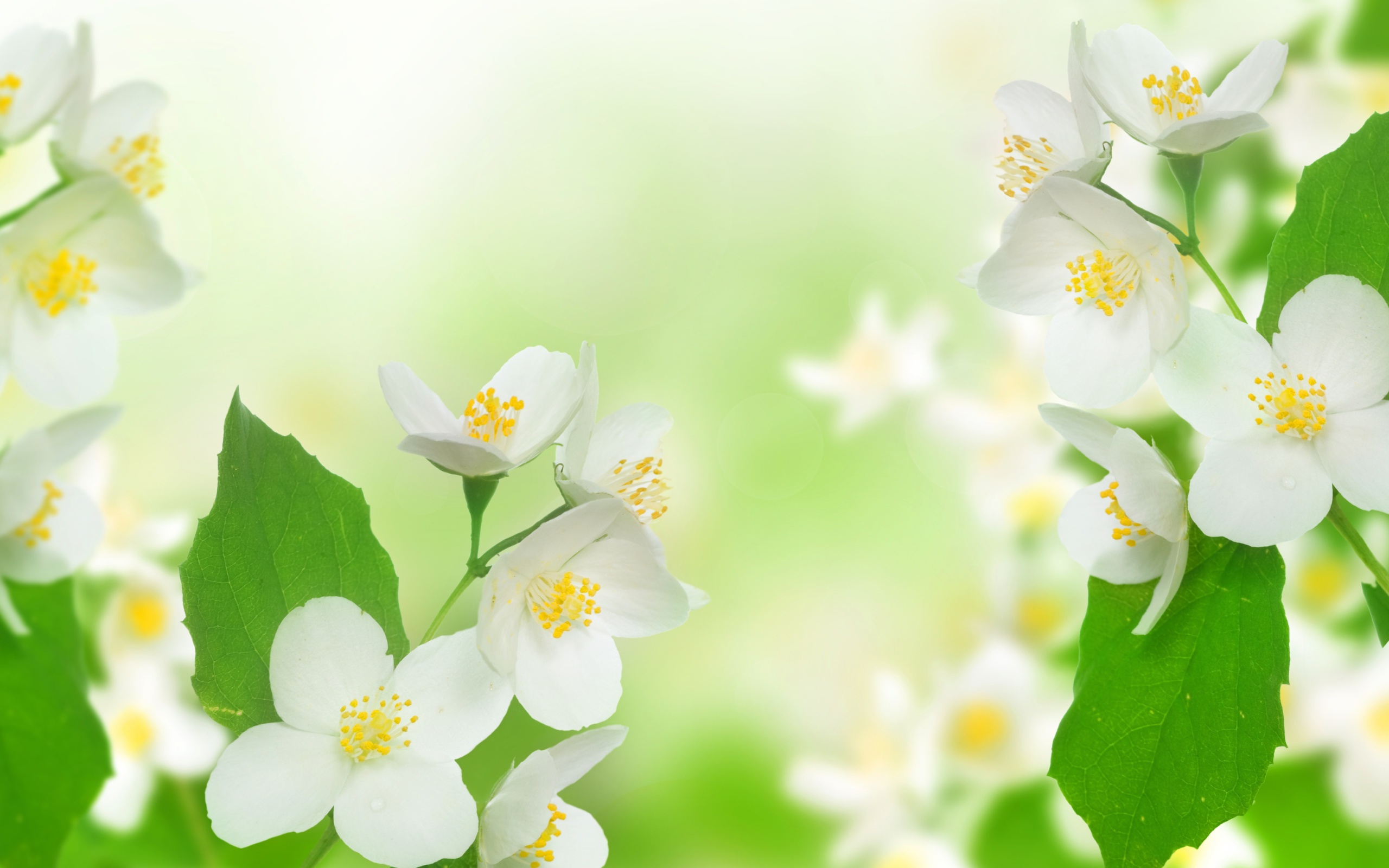 Jasmine delicate flower wallpaper 2560x1600