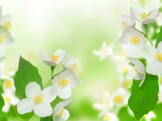Das Jasmine delicate flower Wallpaper 640x480
