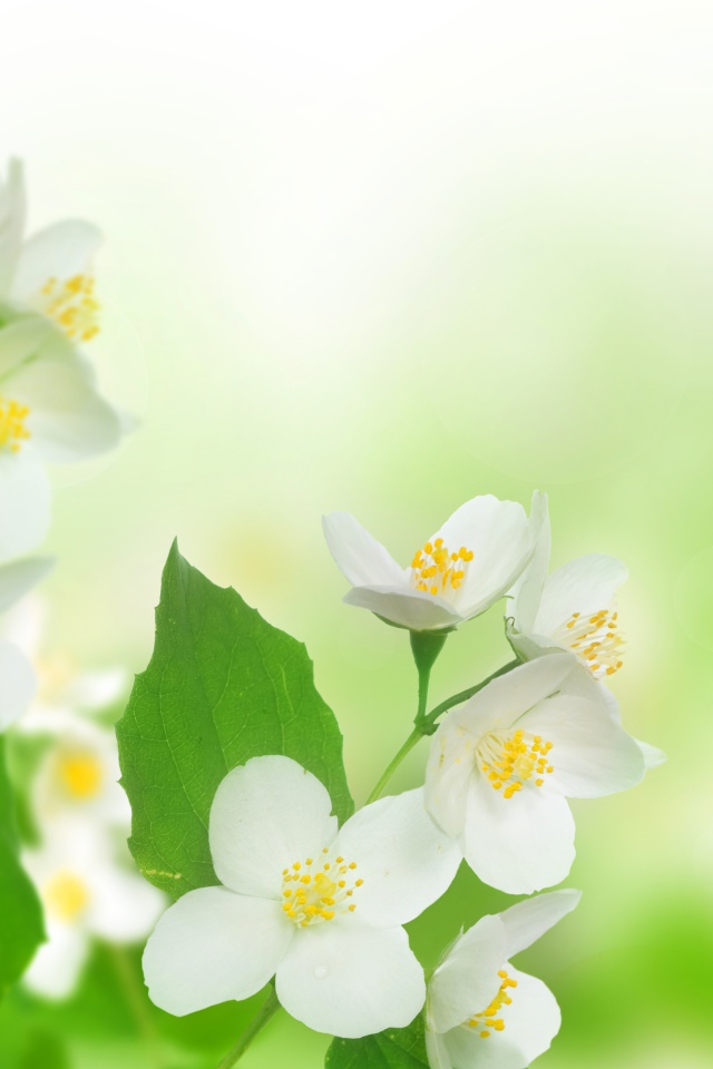 Das Jasmine delicate flower Wallpaper 640x960