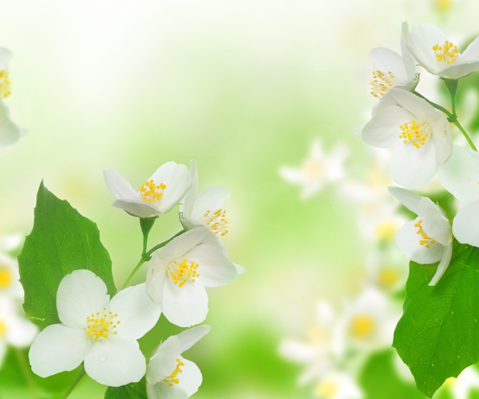 Das Jasmine delicate flower Wallpaper 960x800