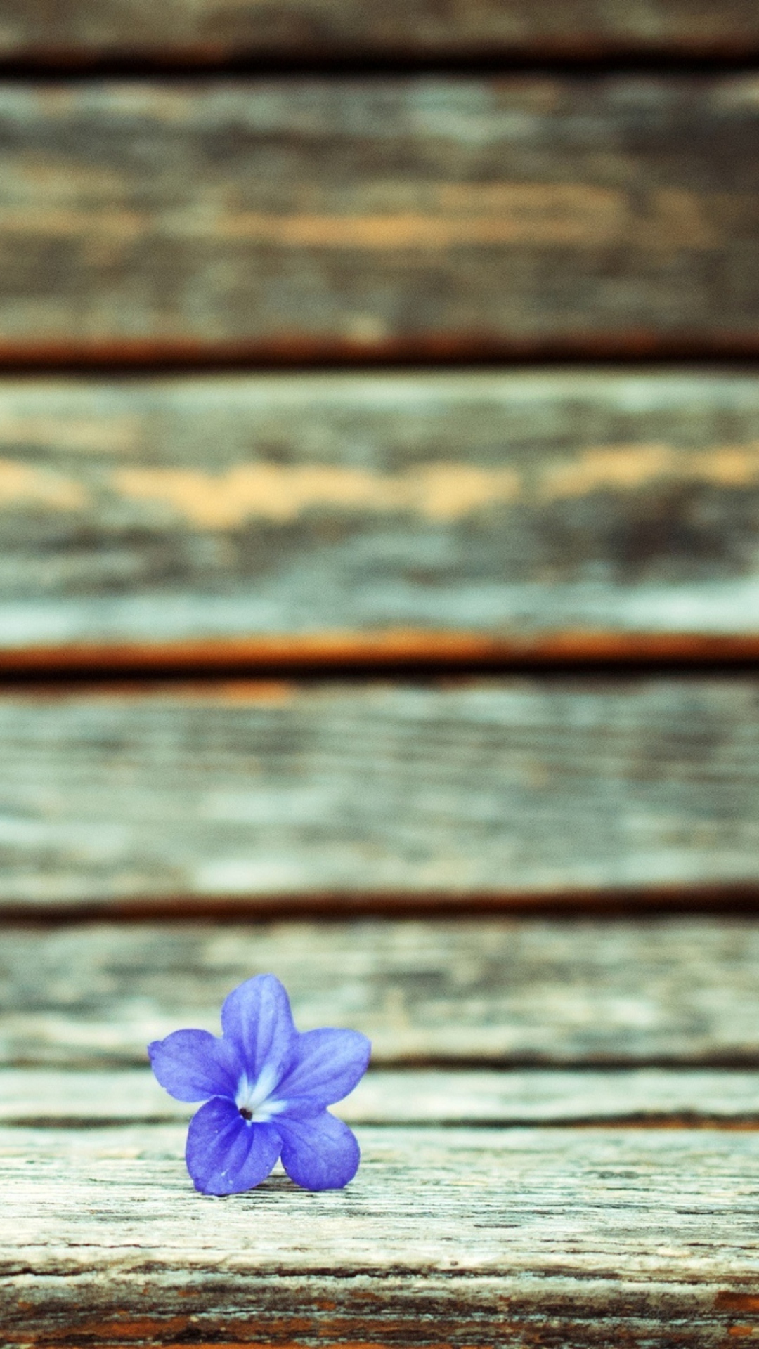 Das Little Blue Flower On Wooden Bench Wallpaper 1080x1920