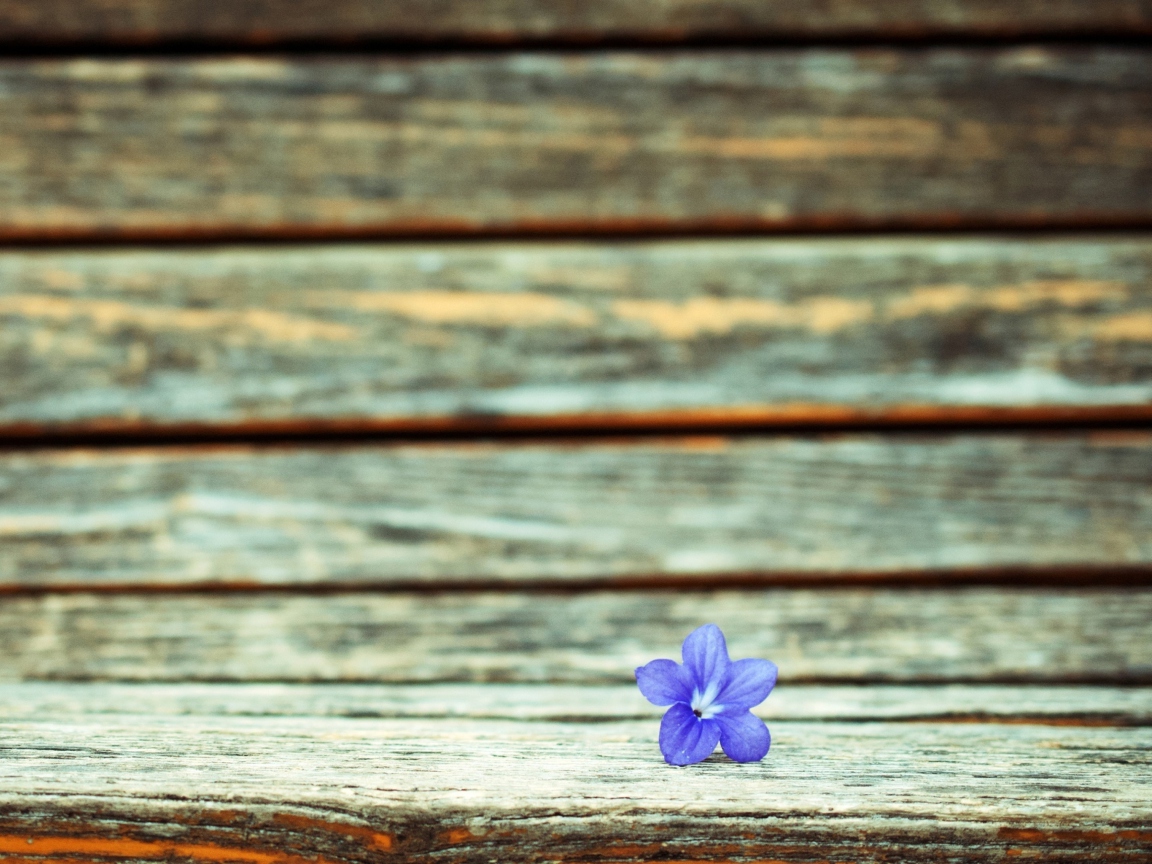 Fondo de pantalla Little Blue Flower On Wooden Bench 1152x864