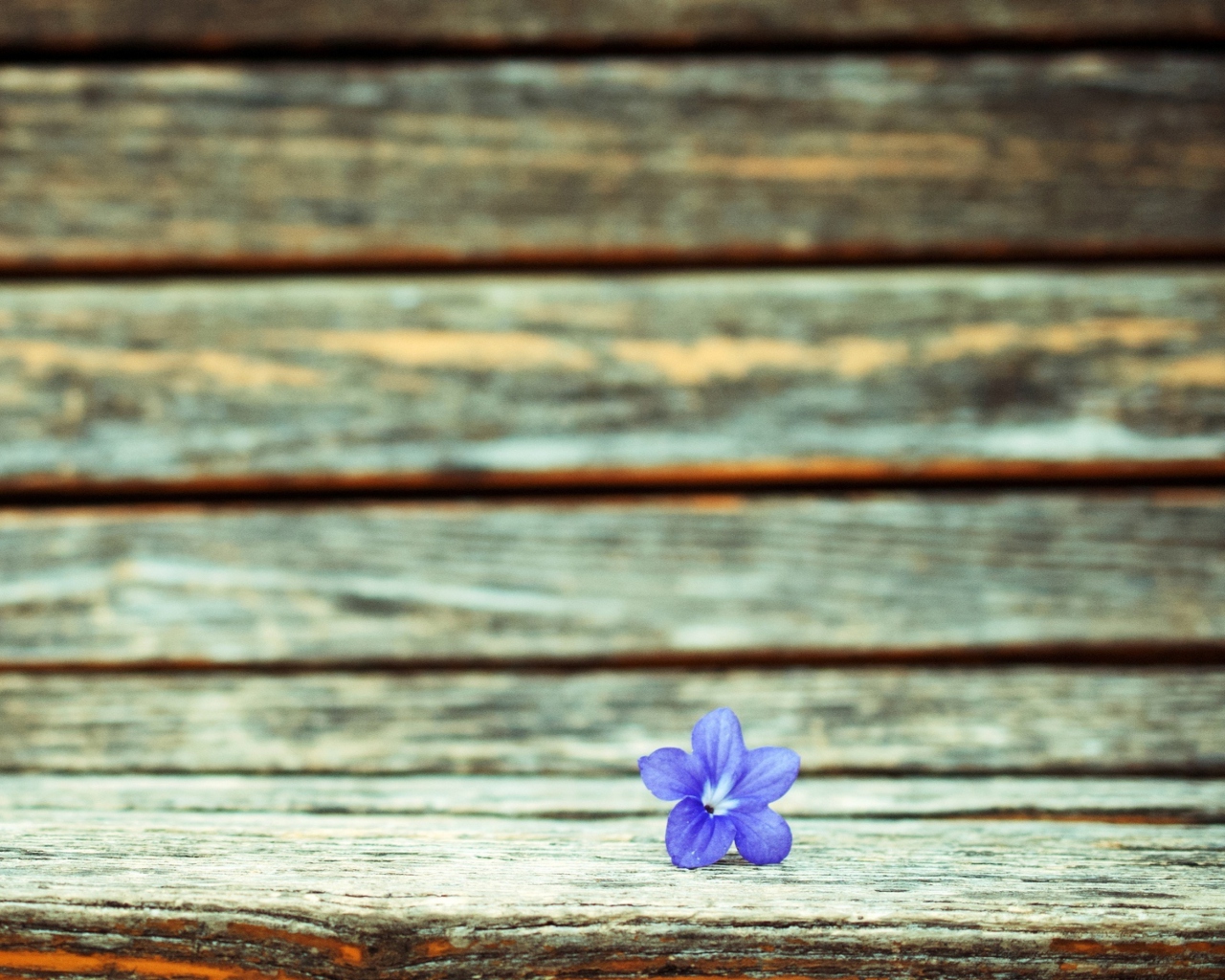 Sfondi Little Blue Flower On Wooden Bench 1280x1024
