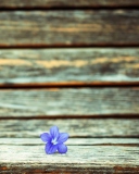 Обои Little Blue Flower On Wooden Bench 128x160