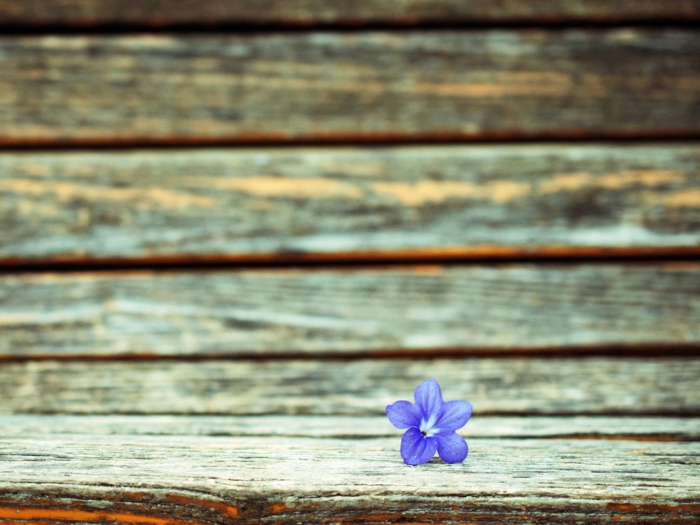 Обои Little Blue Flower On Wooden Bench 1400x1050