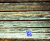 Little Blue Flower On Wooden Bench screenshot #1 176x144