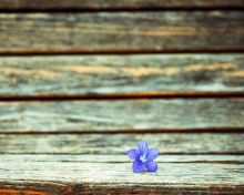 Sfondi Little Blue Flower On Wooden Bench 220x176