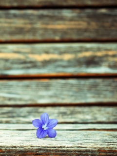 Sfondi Little Blue Flower On Wooden Bench 240x320