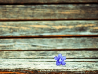 Обои Little Blue Flower On Wooden Bench 320x240