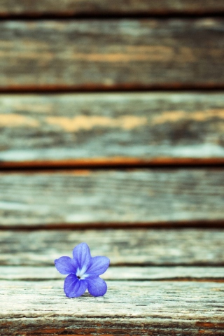 Обои Little Blue Flower On Wooden Bench 320x480
