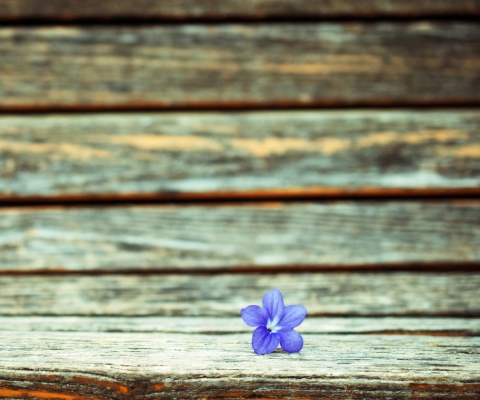 Little Blue Flower On Wooden Bench screenshot #1 480x400