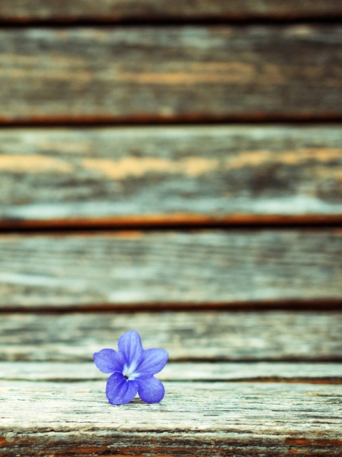 Das Little Blue Flower On Wooden Bench Wallpaper 480x640