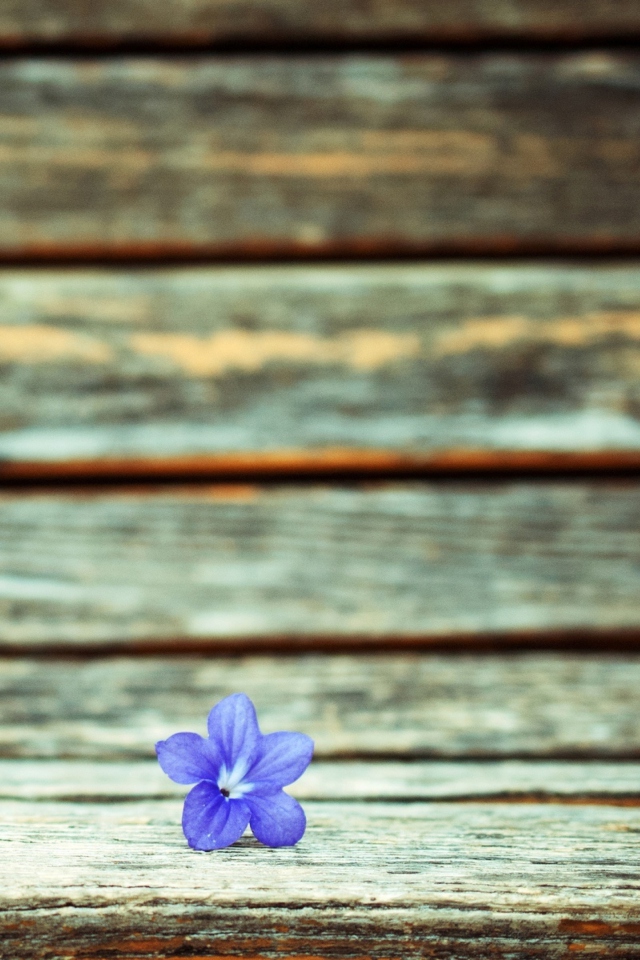 Little Blue Flower On Wooden Bench wallpaper 640x960