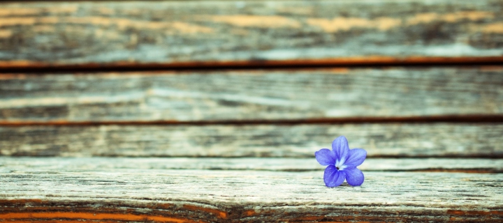 Sfondi Little Blue Flower On Wooden Bench 720x320