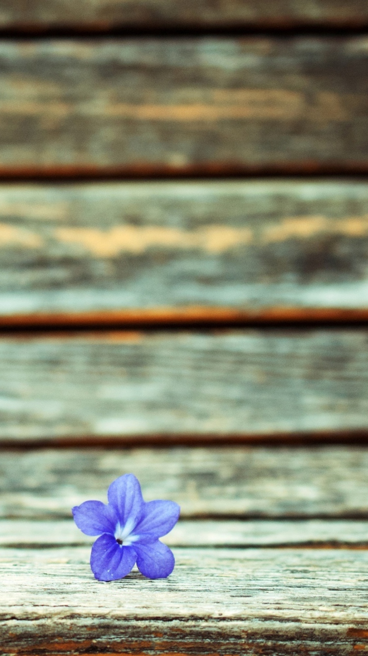 Das Little Blue Flower On Wooden Bench Wallpaper 750x1334