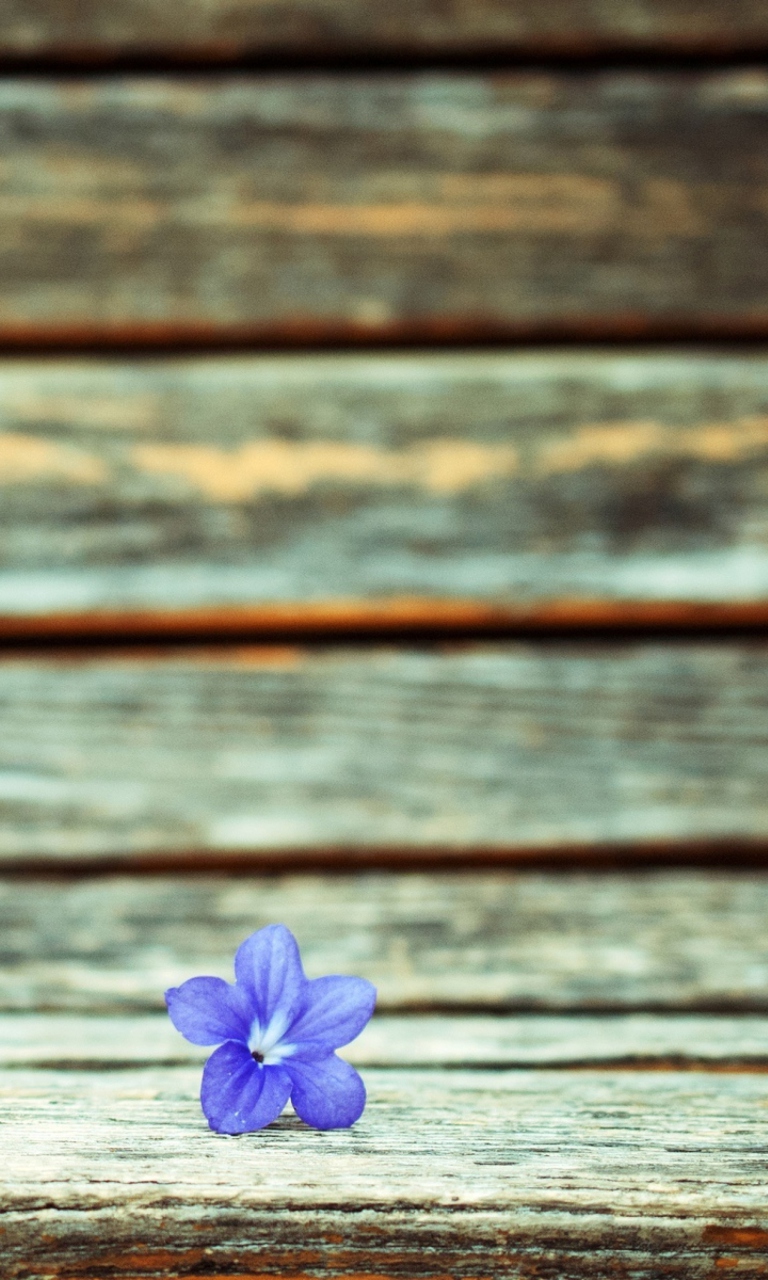 Sfondi Little Blue Flower On Wooden Bench 768x1280