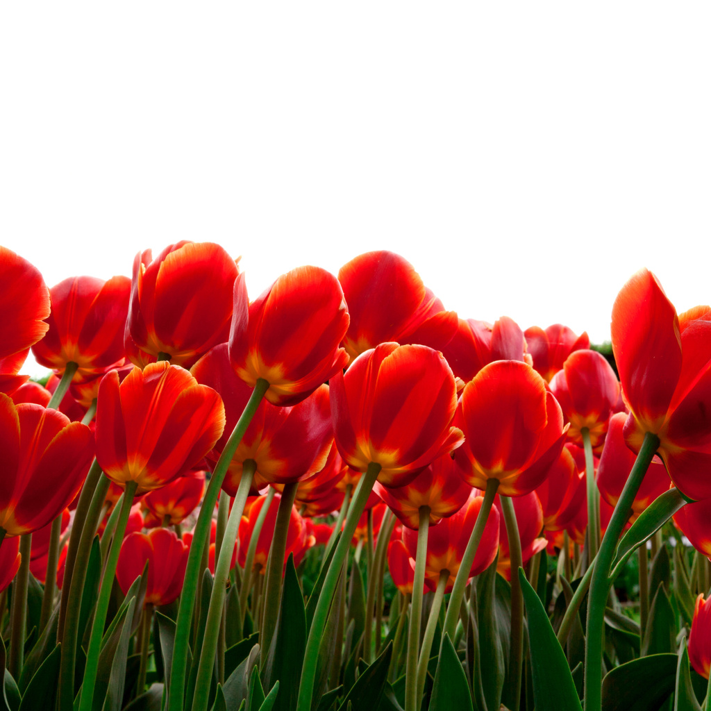 Fondo de pantalla Red Tulips 1024x1024