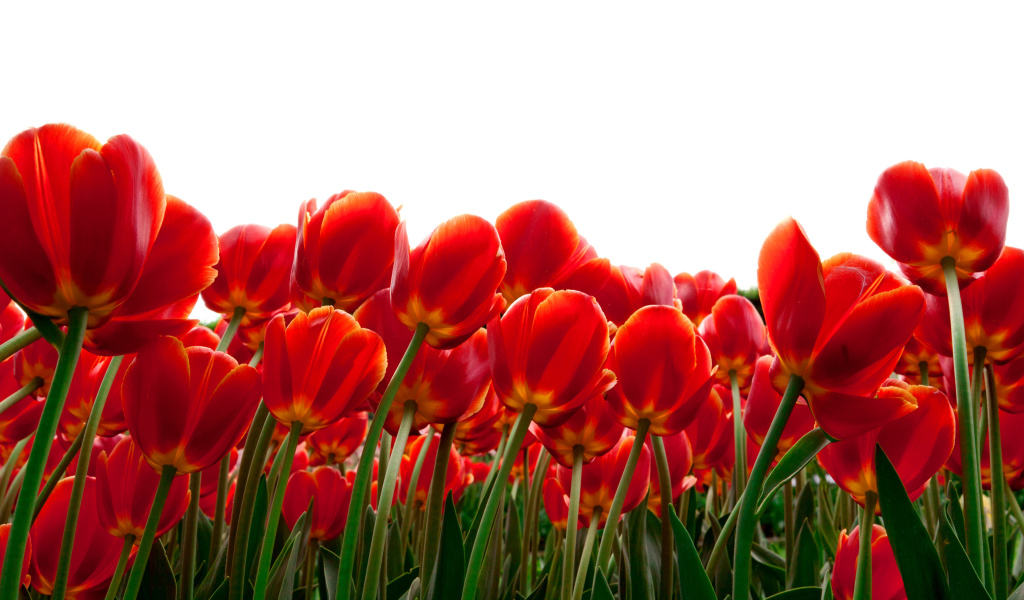 Red Tulips wallpaper 1024x600
