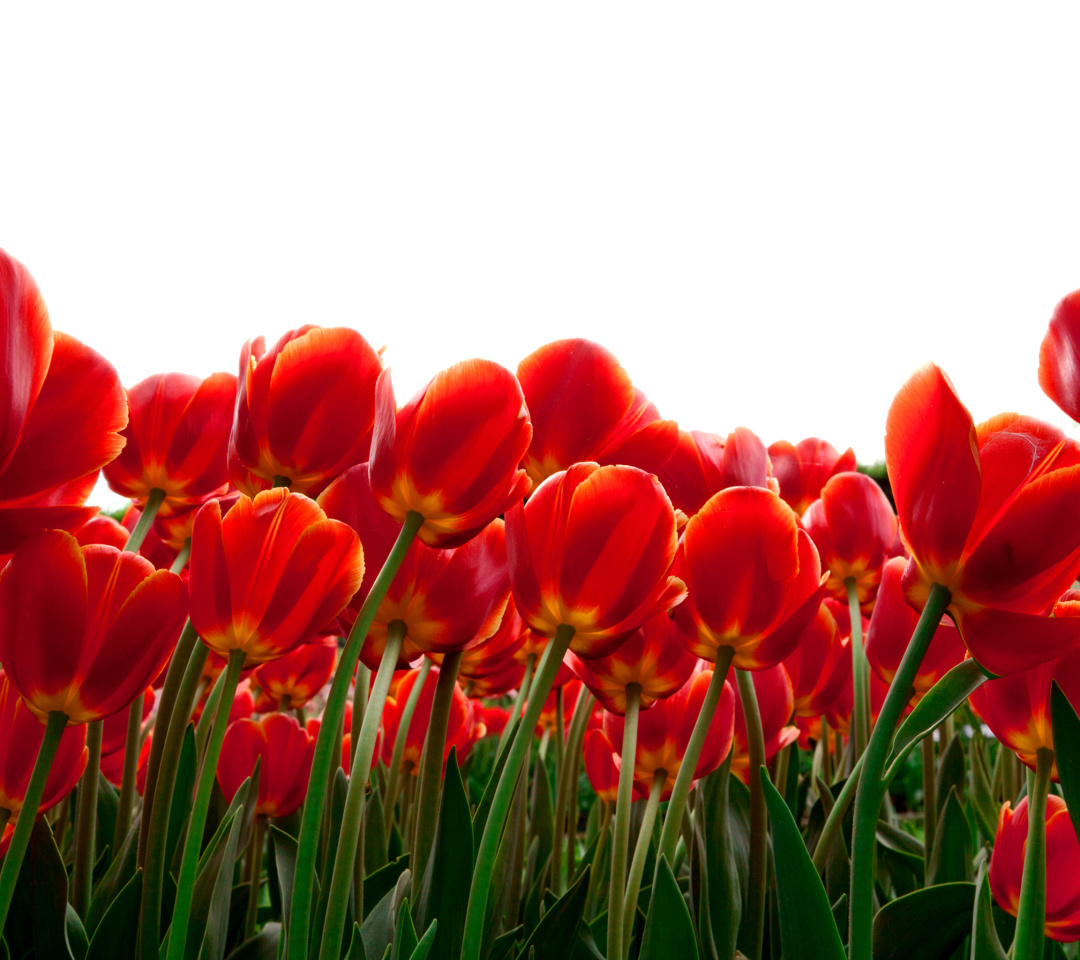 Red Tulips wallpaper 1080x960