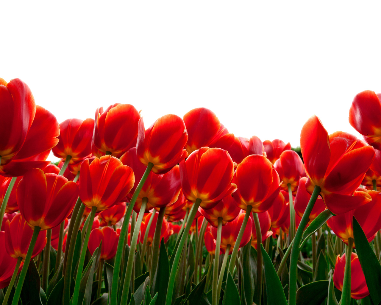 Das Red Tulips Wallpaper 1280x1024