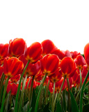 Red Tulips wallpaper 128x160