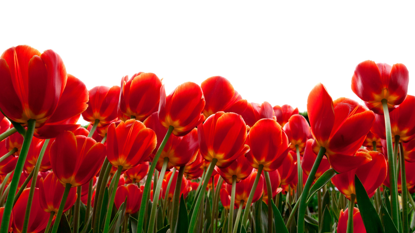 Fondo de pantalla Red Tulips 1366x768