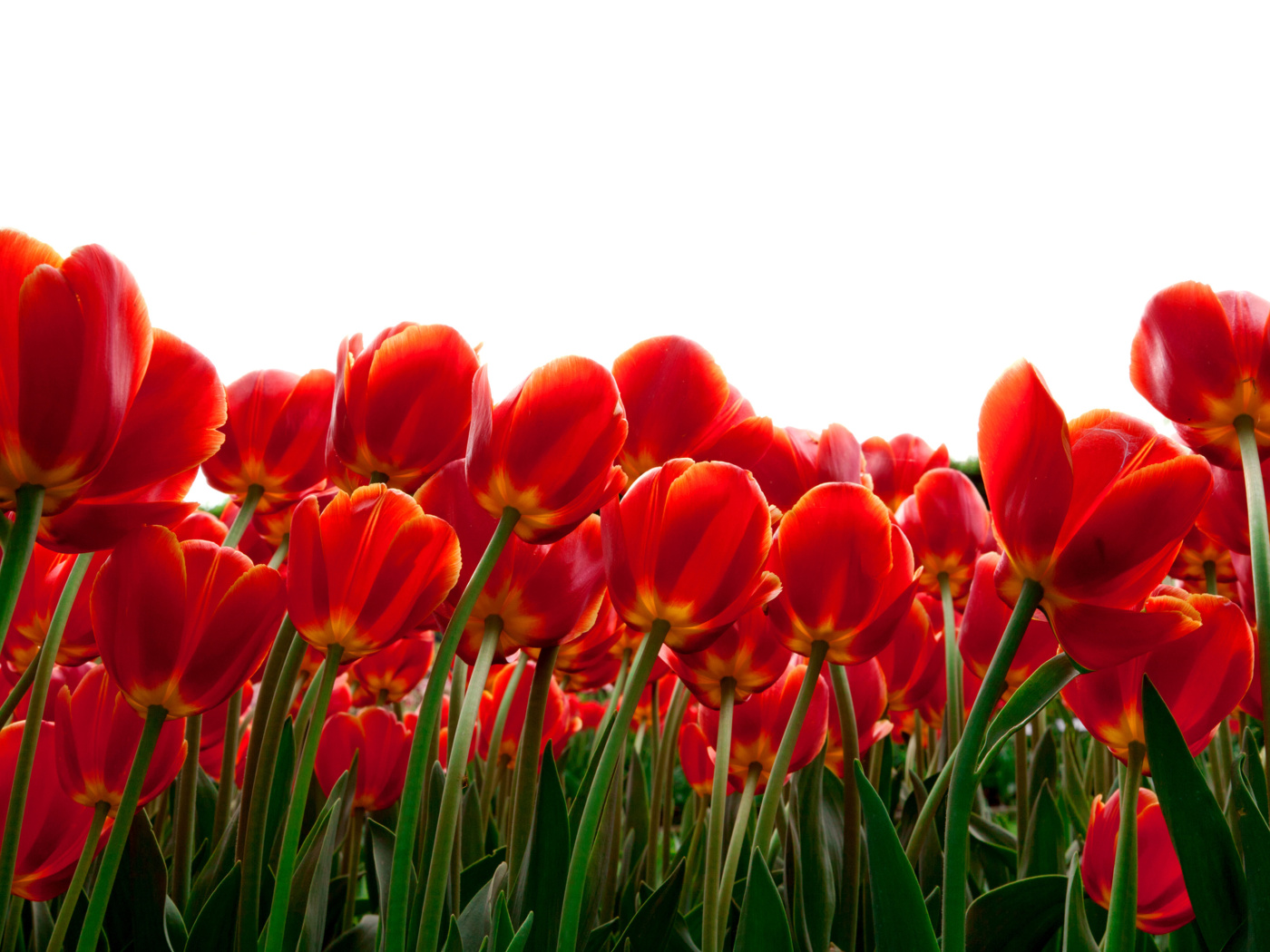 Обои Red Tulips 1400x1050