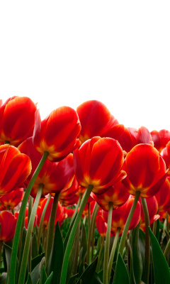 Red Tulips wallpaper 240x400