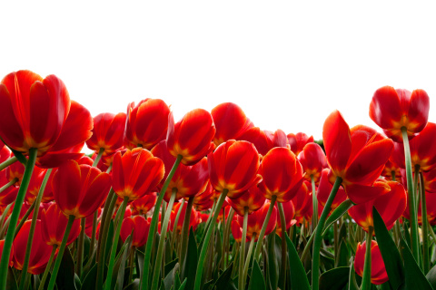 Red Tulips wallpaper 480x320