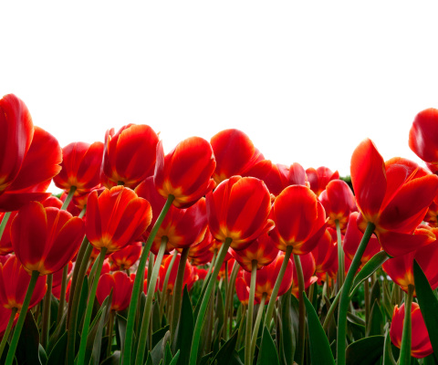 Red Tulips screenshot #1 480x400