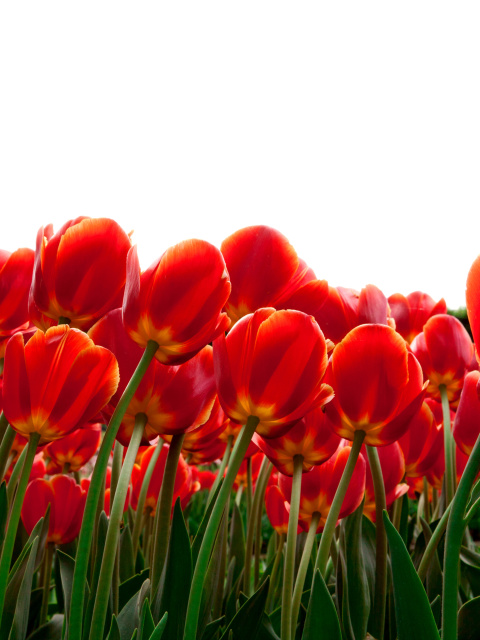 Red Tulips wallpaper 480x640