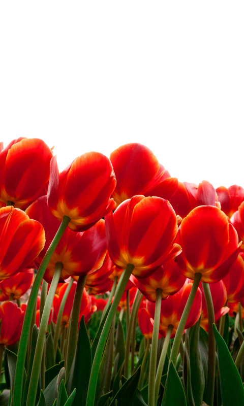 Screenshot №1 pro téma Red Tulips 480x800