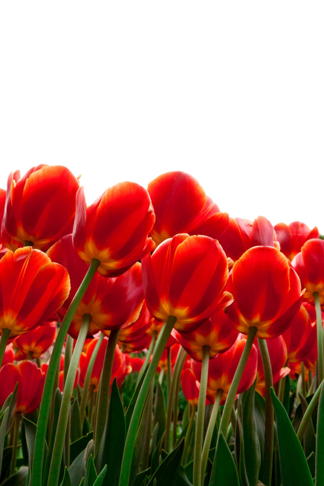 Sfondi Red Tulips 640x960