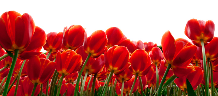 Обои Red Tulips 720x320