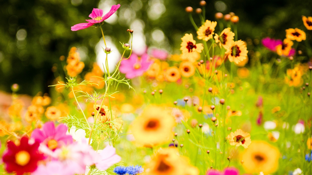 Beautiful Flowers wallpaper 1280x720