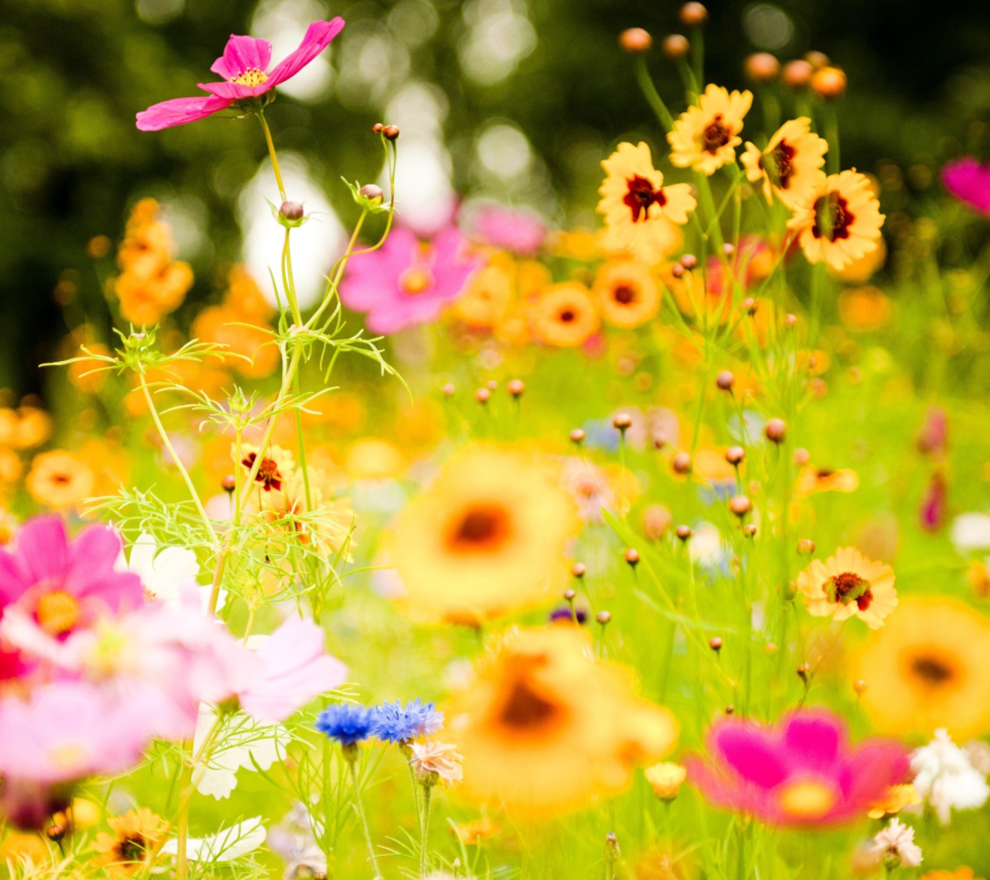 Sfondi Beautiful Flowers 1440x1280