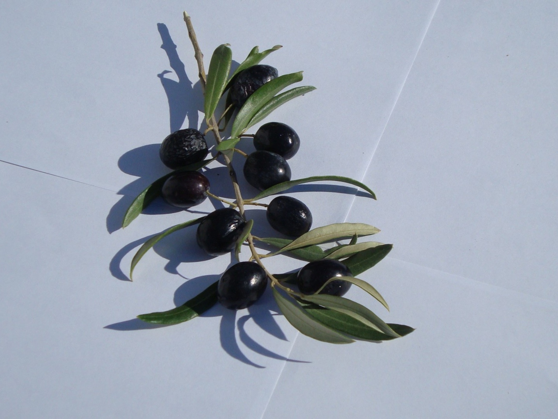 Olive Branch With Olives wallpaper 1152x864