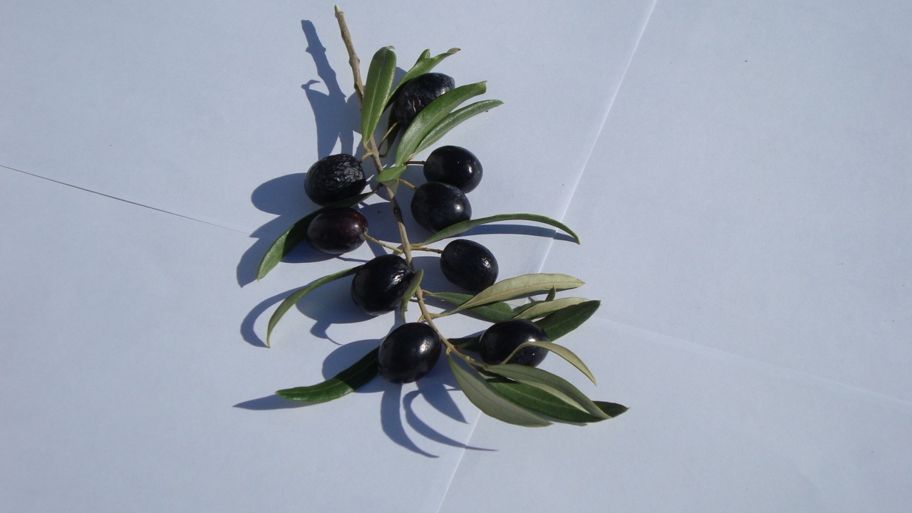 Sfondi Olive Branch With Olives 1280x720