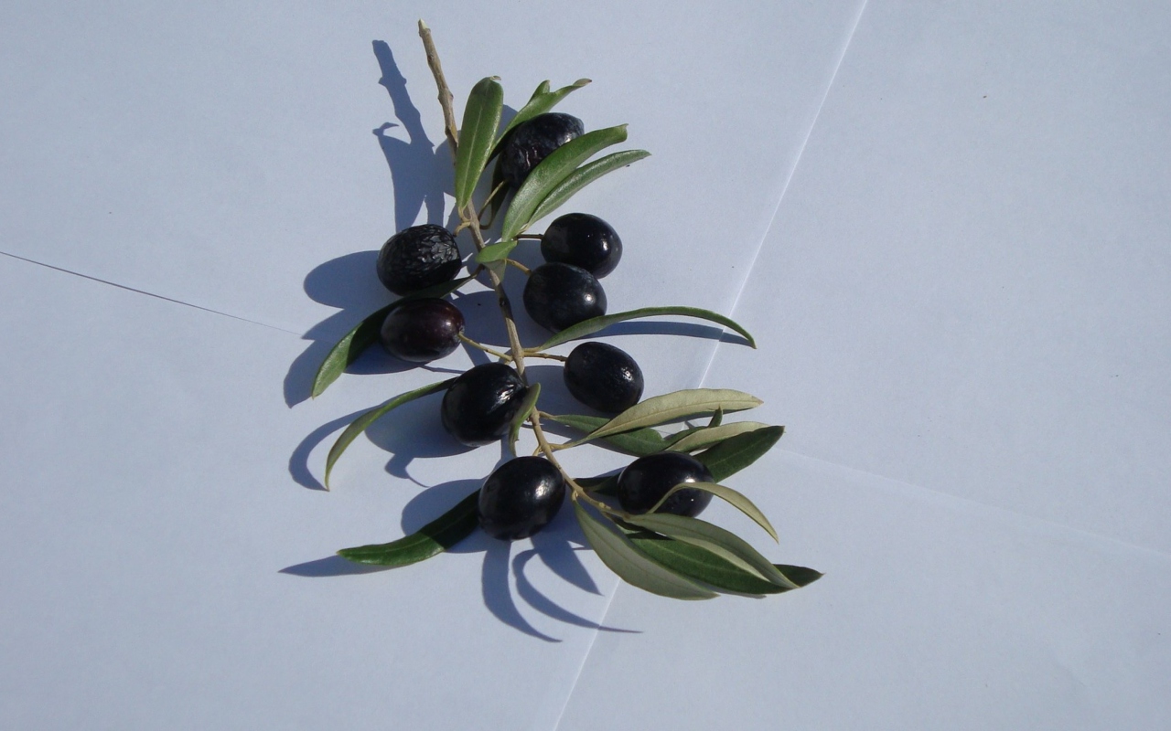 Sfondi Olive Branch With Olives 1280x800