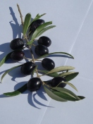 Das Olive Branch With Olives Wallpaper 132x176