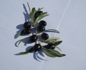 Обои Olive Branch With Olives 176x144