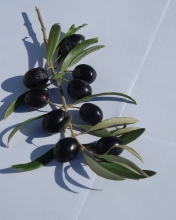 Sfondi Olive Branch With Olives 176x220