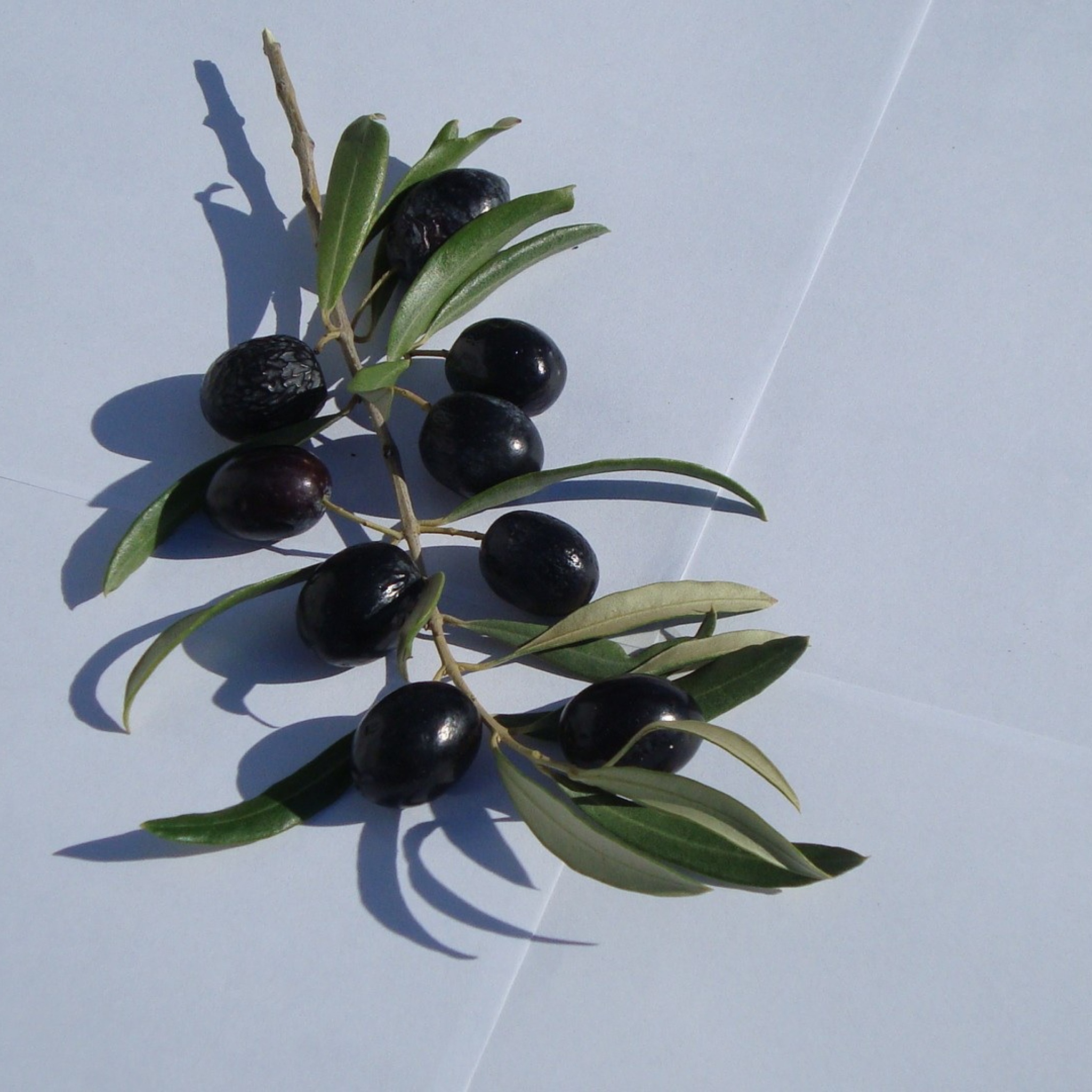 Sfondi Olive Branch With Olives 2048x2048
