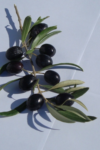Das Olive Branch With Olives Wallpaper 320x480