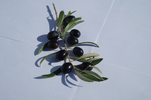 Fondo de pantalla Olive Branch With Olives 480x320