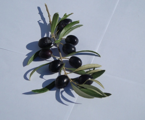 Sfondi Olive Branch With Olives 480x400