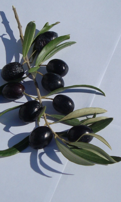 Olive Branch With Olives wallpaper 480x800