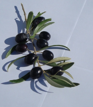 Olive Branch With Olives Wallpaper for Nokia Lumia 925