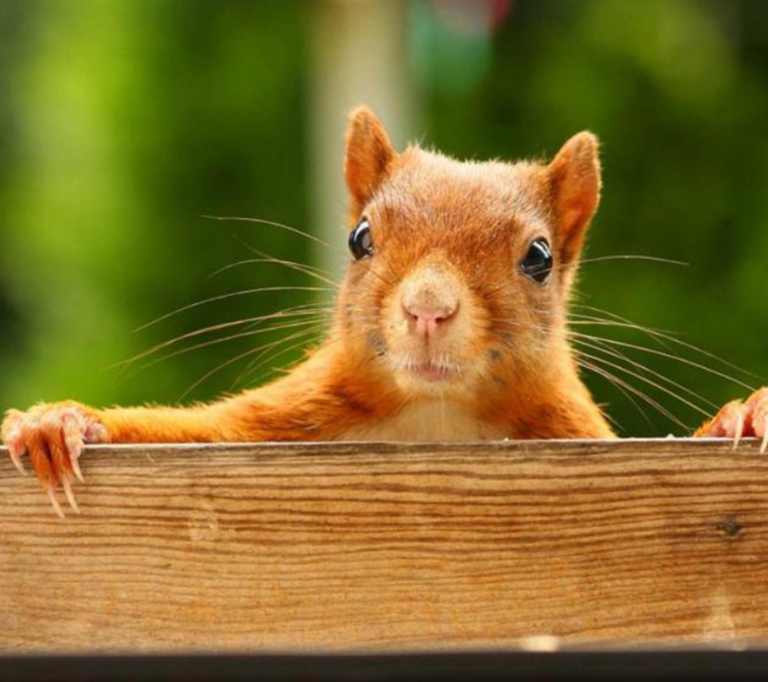 Das Curious Squirrel Wallpaper 1080x960