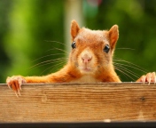 Fondo de pantalla Curious Squirrel 176x144